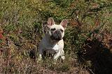 BOULEDOGUE FRANCAIS 320